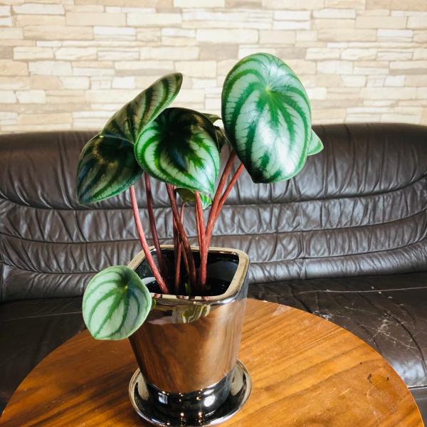 おしゃれ　インテリア　ペペロミア　サンデルシー　4号　メタリック　シルバー鉢　受け皿付き　観葉植物　