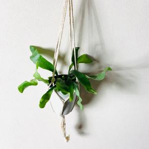 おしゃれ 観葉植物 蘭：グラマトフィラム スクリプタム ヒヒマヌ*吊り