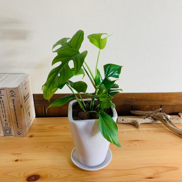 観葉植物　おしゃれ　モンステラ　スクエアロング陶器鉢　受け皿付き　5号　引っ越し　ギフト