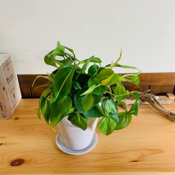 観葉植物　おしゃれ　オキシカルジュウム　ブラジル　スクエアロング陶器鉢　受け皿付き　5号　引っ越し　...