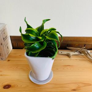 希少 斑入りドラセナ トルネード（5号鉢） 観葉植物 : パリジェンヌ