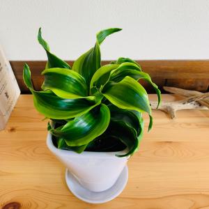 観葉植物 おしゃれ ドラセナ トルネード 斑入...の詳細画像1