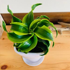 観葉植物 おしゃれ ドラセナ トルネード 斑入...の詳細画像2