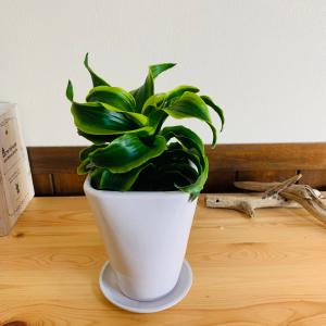 観葉植物 おしゃれ ドラセナ トルネード 斑入...の詳細画像3