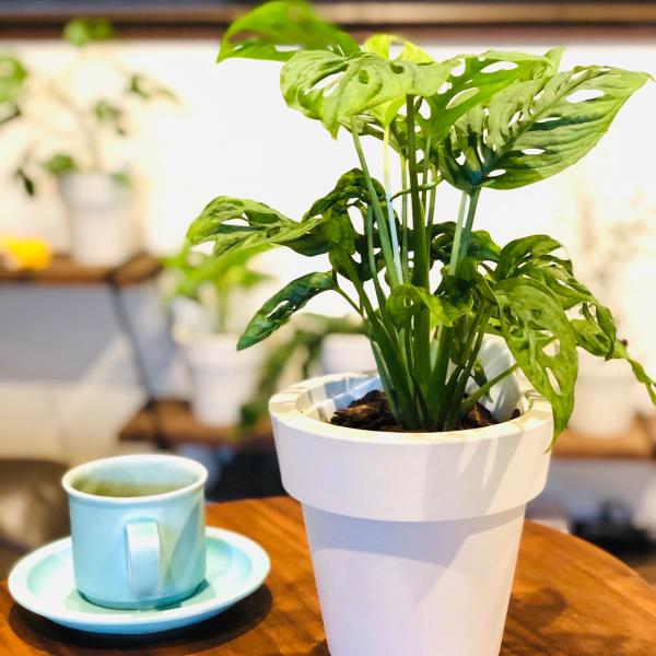 観葉植物　おしゃれ　オーランポット　モンステラ　マドカズラ　ベラボン植え　観葉植物　インテリア　引っ...