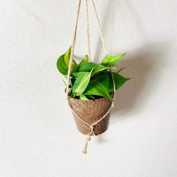 おしゃれ　観葉植物　吊り下げ　オキシカルジュウム　ブラジル　 木の香りがする鉢　4号　