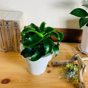 希少 斑入りドラセナ トルネード（5号鉢） 観葉植物 : パリジェンヌ