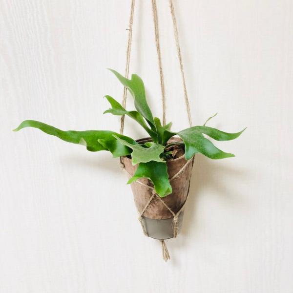 観葉植物　おしゃれ 　壁掛け　コウモリラン　アルシコルネ　ビカクシダ　ハンキングアロマ鉢　受け皿付き...