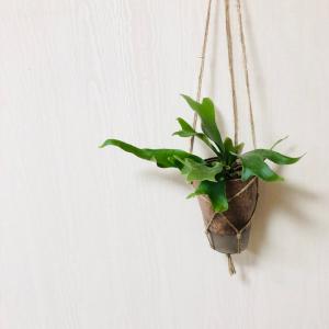 観葉植物 おしゃれ 壁掛け コウモリラン アル...の詳細画像1