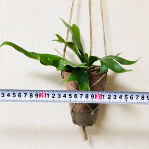 観葉植物 おしゃれ 壁掛け コウモリラン アル...の詳細画像3