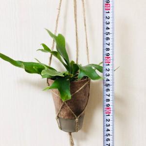 観葉植物 おしゃれ 壁掛け コウモリラン アル...の詳細画像4