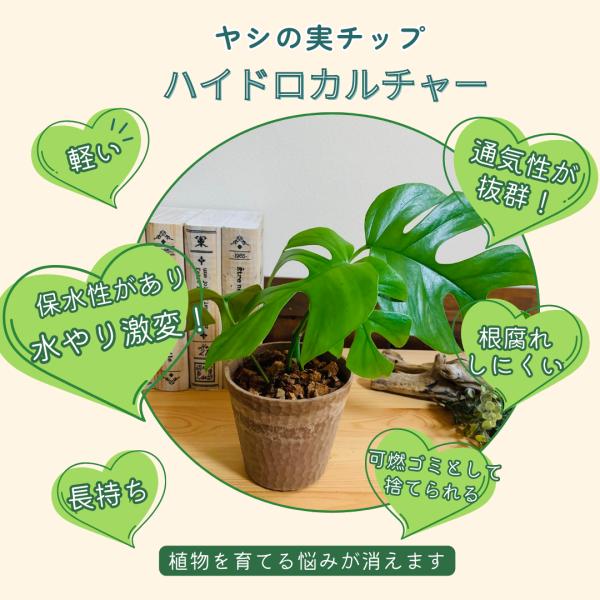 ヤシの実チップ植え　ベラボン植え　モンステラ　木の香りがする鉢　　観葉植物　インテリア　引っ越し　ギ...