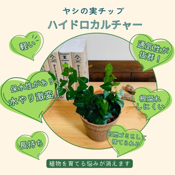 ヤシの実チップ植え　ベラボン植え　アイビー　ハートアイビー　木の香りがする鉢　　　観葉植物　インテリ...