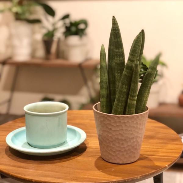 おしゃれ　サンスベリア　スタッキー　アロマ鉢　4号　多肉植物　観葉植物　インテリア　引っ越し　ギフト