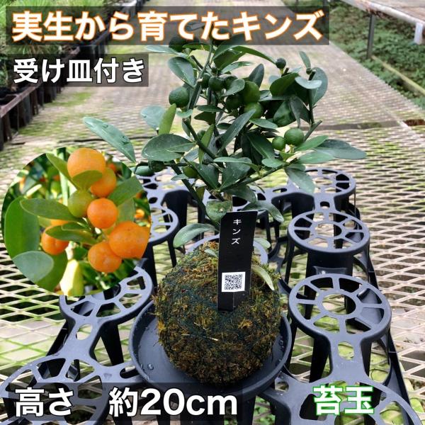 観葉植物　おしゃれ　苔玉　キンズ　小さい盆栽　受け皿付き　インテリア　観葉植物