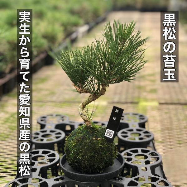 観葉植物　おしゃれ苔玉　黒松　小さい盆栽　受け皿付き　インテリア　観葉植物