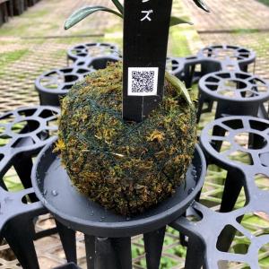 観葉植物 おしゃれ苔玉 黒松 小さい盆栽 受け...の詳細画像3