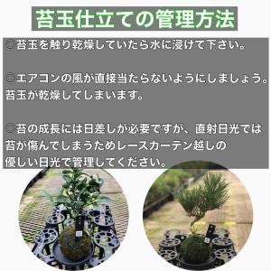 観葉植物 おしゃれ苔玉 黒松 小さい盆栽 受け...の詳細画像4