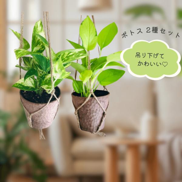 おしゃれ　観葉植物　吊り下げ　ポトス　ゴールデン　ライム　木の香りがする鉢　2個セット