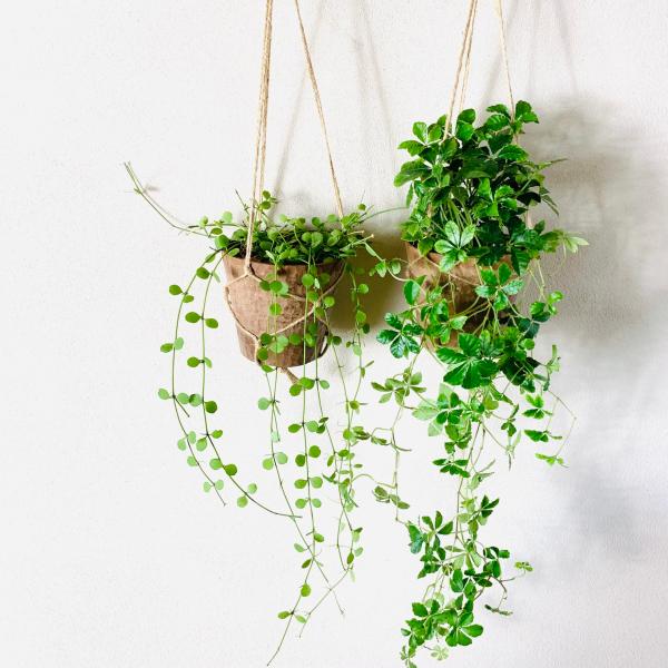 観葉植物　吊り下げ　シュガーバイン　ディスキディア　ハートジュエリー　4号 　木の香りがする鉢　イン...