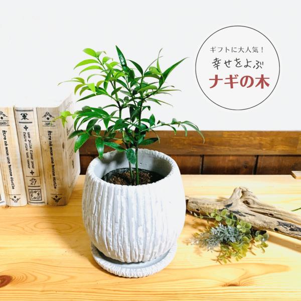 観葉植物　おしゃれ　梛の木　アンティーク陶器鉢　受け皿付き　5号