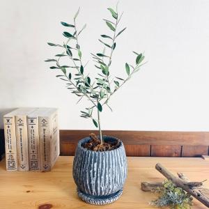 観葉植物 SOUJU（創樹）ブランド：オリーブの木*5号 ピクアル Picual