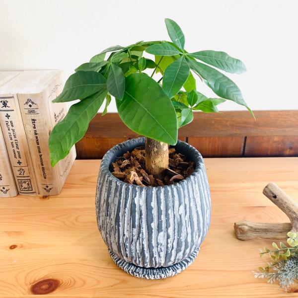 観葉植物　おしゃれ　引っ越し　パキラ　アンティーク陶器鉢　グレー　受け皿付き　5号
