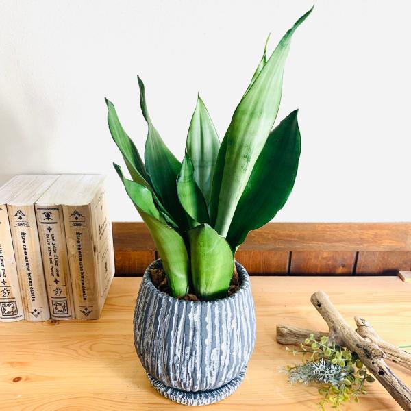 観葉植物　おしゃれ　引っ越し　シルバーキング　アンティーク陶器鉢　グレー　受け皿付き　5号