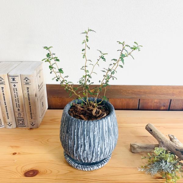 観葉植物　おしゃれ　引っ越し　メルヘンの木 　アンティーク陶器鉢　グレー　受け皿付き　5号