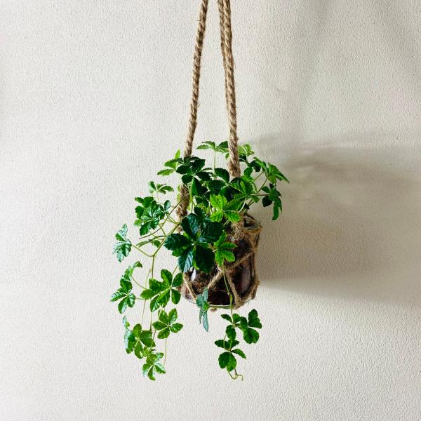 壁掛け　オシャレ　シュガーバイン　グラスハンギング　インテリア　観葉植物　吊るす　植木鉢　