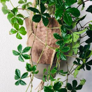 おしゃれ 観葉植物 吊り下げ シュガーバイン ...の詳細画像4