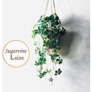 フィロデンドロン　アタバポエンセ　6号鉢　吊り鉢 フィロデンドロン アタバポエンセ 6号鉢 吊り鉢 - メルカリ