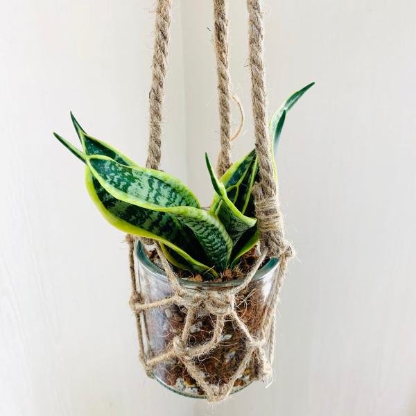 壁掛け　オシャレ　サンスベリア　ハニー　グラスハンギング　インテリア　観葉植物　吊るす　植木鉢　