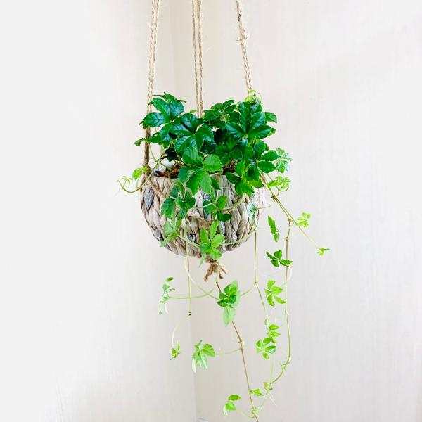 壁掛け　オシャレ　シュガーバイン　ナチュラルバスケット　インテリア　観葉植物　吊るす　植木鉢　