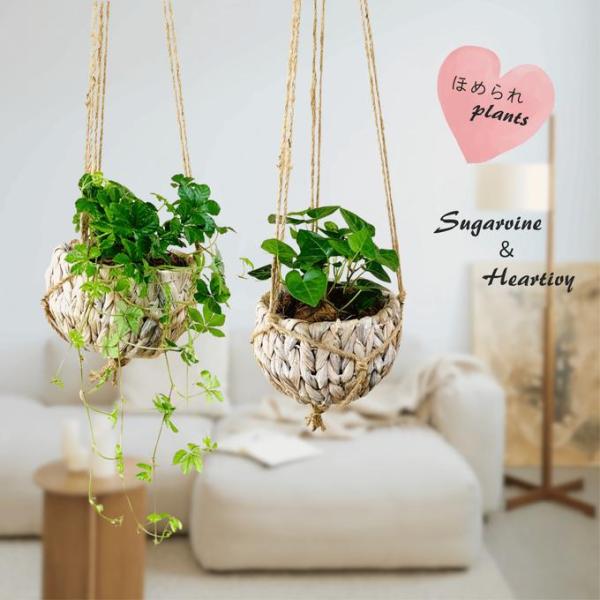 壁掛け　オシャレ　シュガーバイン　アイビー　ナチュラルバスケット　インテリア　観葉植物　吊るす　植木...