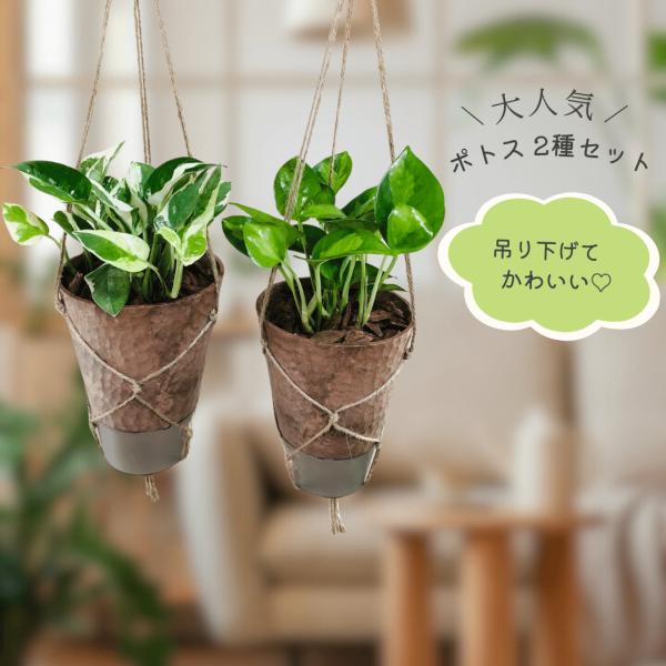 おしゃれ　観葉植物　吊り下げ　ポトス　エンジョイ　グローバルグリーン　受け皿付き　壁掛け