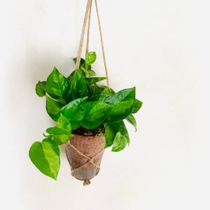 おしゃれ 観葉植物 吊り下げ ポトス エンジョ...の詳細画像2