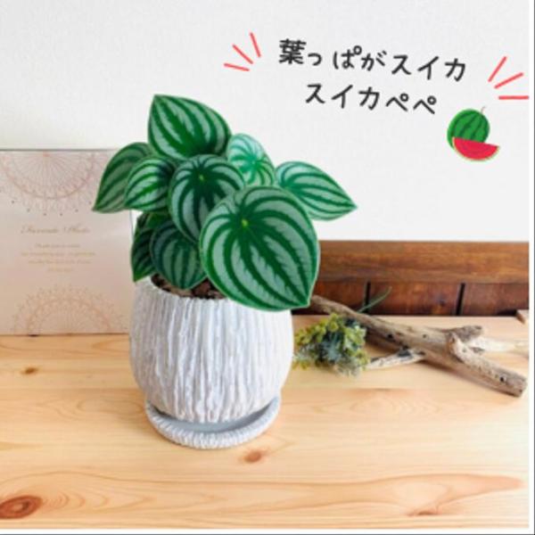 観葉植物　おしゃれ　引っ越し　ペペロミア　サンデルシー　スイカペペ　アンティーク陶器鉢　ホワイト　受...