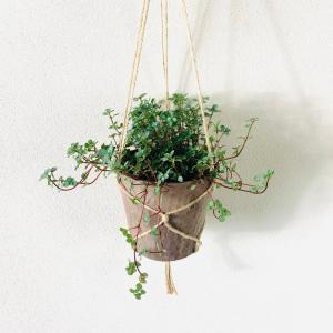 観葉植物 おしゃれ ピレア グラウカ ハンキング...の商品画像