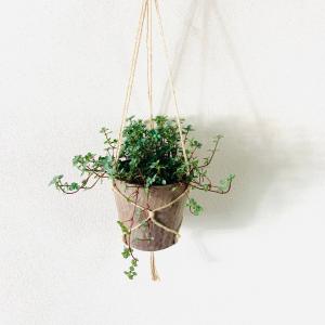 観葉植物 おしゃれ ピレア グラウカ ハンキン...の詳細画像1
