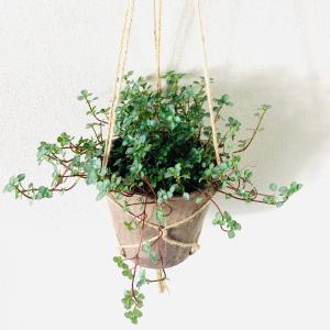 観葉植物 おしゃれ ピレア グラウカ ハンキン...の詳細画像2