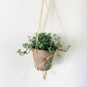 観葉植物 おしゃれ ピレア グラウカ ハンキン...の詳細画像3