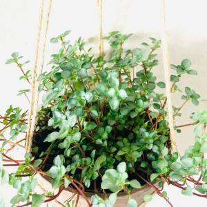 観葉植物 おしゃれ ピレア グラウカ ハンキン...の詳細画像4