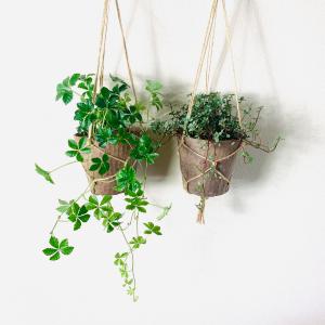 【専用】リプサリス✳︎さま Amazon｜リプサリス 9種類から選べる サボテン 多肉植物 3号