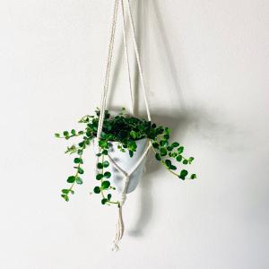 現品】ロべ/フェニックス・ロベレニー 1本立 9号 白鉢（4） : 花の