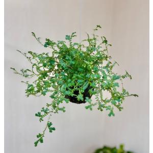 観葉植物 おしゃれ ガジュマルの木 パンダガジュマル 尖閣ガジュマル