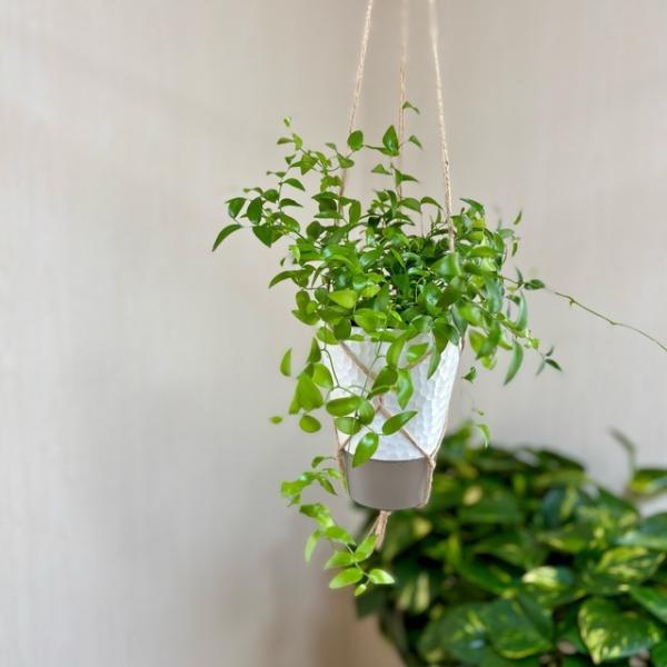 壁掛け　オシャレ　スマイラックス　4号　ホワイトシェル鉢　受け皿キャップ付き　インテリア　観葉植物　