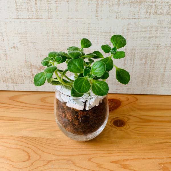 観葉植物　おしゃれ　ヤシの実チップ植え　ベラボン植え　アロマティカス　ラウンドグラス　観葉植物　イン...