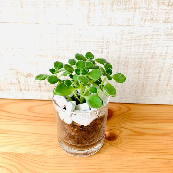 観葉植物　おしゃれ　ヤシの実チップ植え　ベラボン植え　アロマティカス　ロックグラス　観葉植物　インテ...