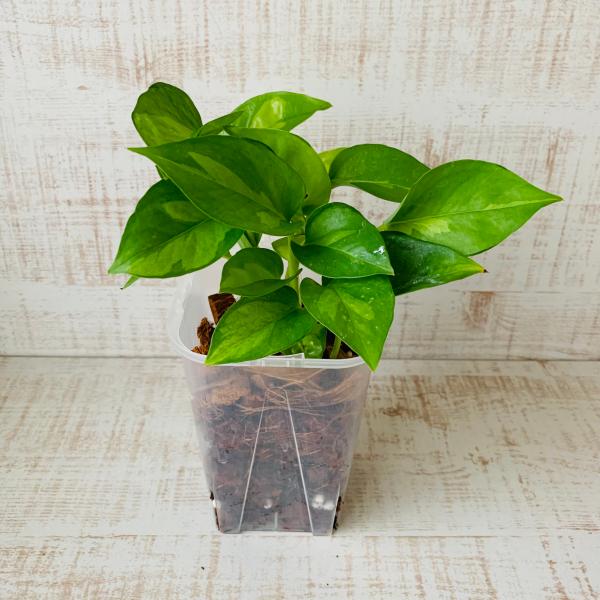 おしゃれ　観葉植物　根が見える鉢　ポトス　グローバルグリーン　ベラボン植え　インテリア　観葉植物　吊...